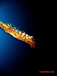 Whip Coral Goby taken on the Nebo, Aliwal Shoal. Came out... by Allen Walker 